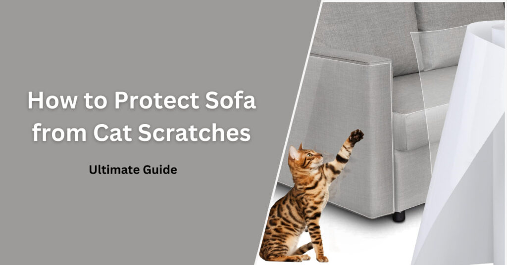 How to Protect Sofa from Cat Scratches