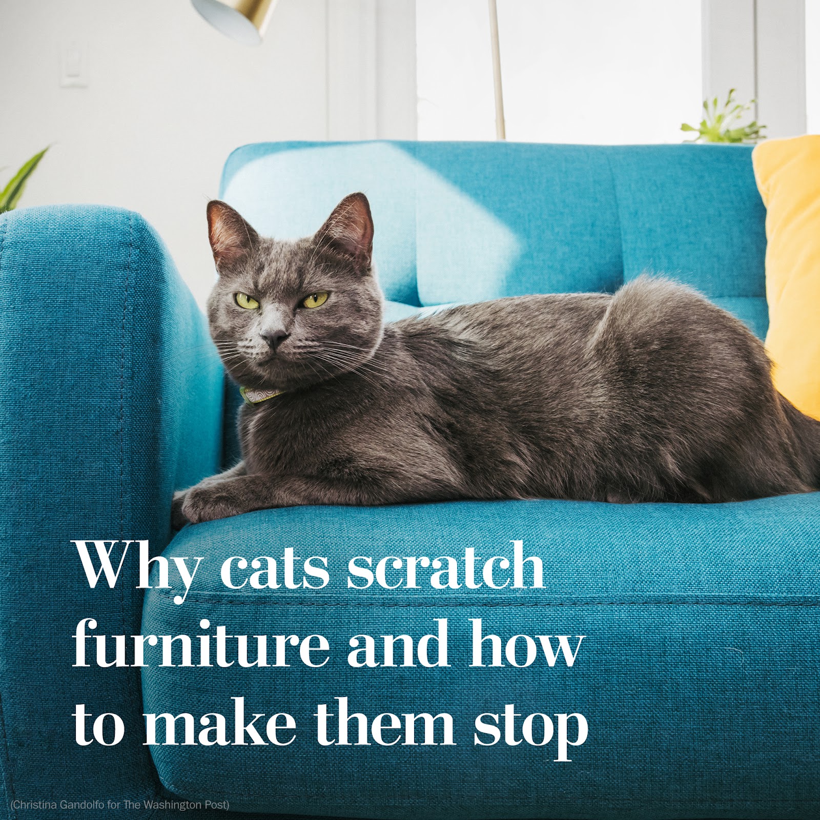 how to prevent cat from scratching sofa